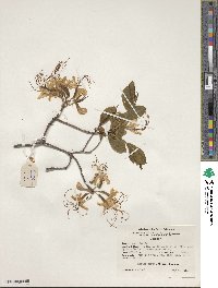 Rhododendron periclymenoides image