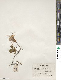 Rhododendron periclymenoides image