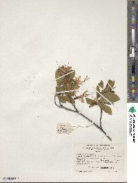 Rhododendron periclymenoides image