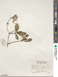 Rhododendron periclymenoides image