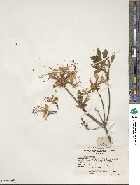 Rhododendron periclymenoides image