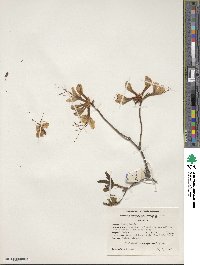 Rhododendron periclymenoides image