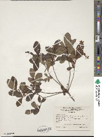 Rhododendron viscosum image