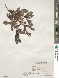 Rhododendron viscosum image