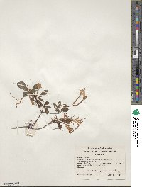 Rhododendron viscosum image