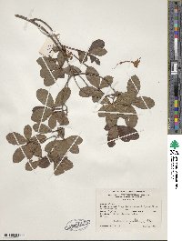 Rhododendron viscosum image