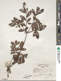 Rhododendron viscosum image