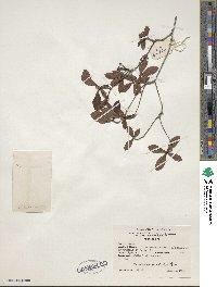 Rhododendron viscosum image