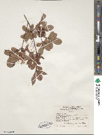 Rhododendron viscosum image