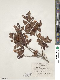 Rhododendron viscosum image