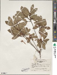 Rhododendron viscosum image