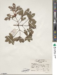 Rhododendron viscosum image