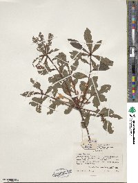 Rhododendron viscosum image