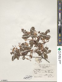 Rhododendron viscosum image