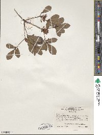 Rhododendron viscosum image