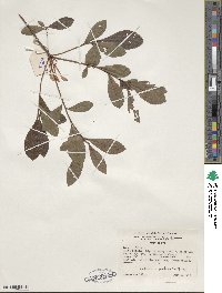 Rhododendron viscosum image