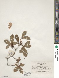 Rhododendron viscosum image