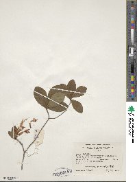 Rhododendron viscosum image