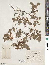 Rhododendron viscosum image