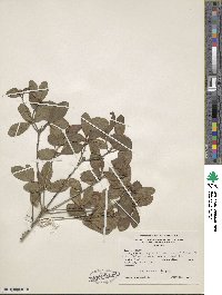 Rhododendron viscosum image