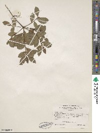 Rhododendron viscosum image