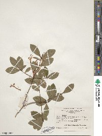 Rhododendron viscosum image