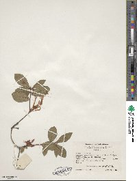 Rhododendron viscosum image