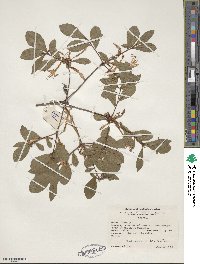 Rhododendron viscosum image