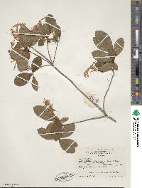 Rhododendron viscosum image