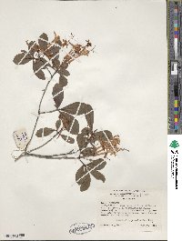 Rhododendron viscosum image