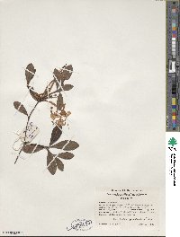 Rhododendron viscosum image