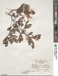 Rhododendron viscosum image