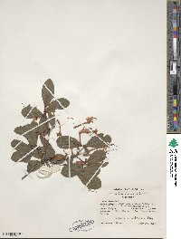 Rhododendron viscosum image