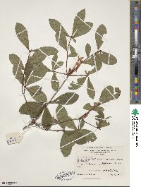 Rhododendron viscosum image