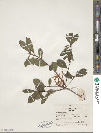 Rhododendron viscosum image