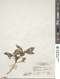 Rhododendron viscosum image