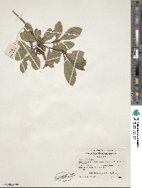 Rhododendron viscosum image