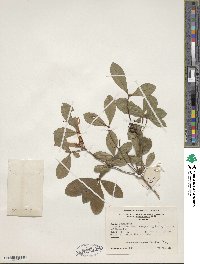 Rhododendron viscosum image