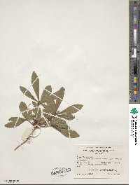 Rhododendron viscosum image