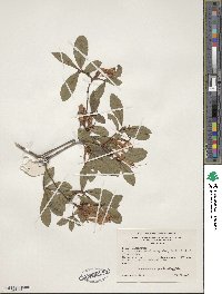 Rhododendron viscosum image