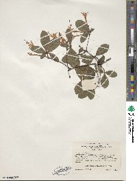 Rhododendron viscosum image