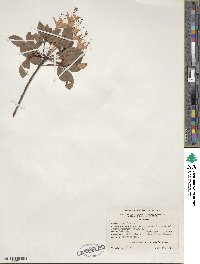 Rhododendron viscosum image