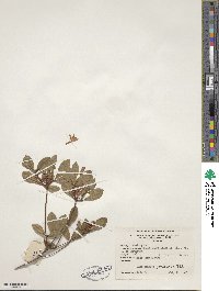 Rhododendron viscosum image