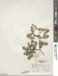 Rhododendron viscosum image