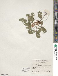 Rhododendron viscosum image