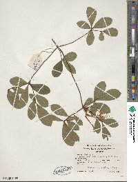 Rhododendron viscosum image