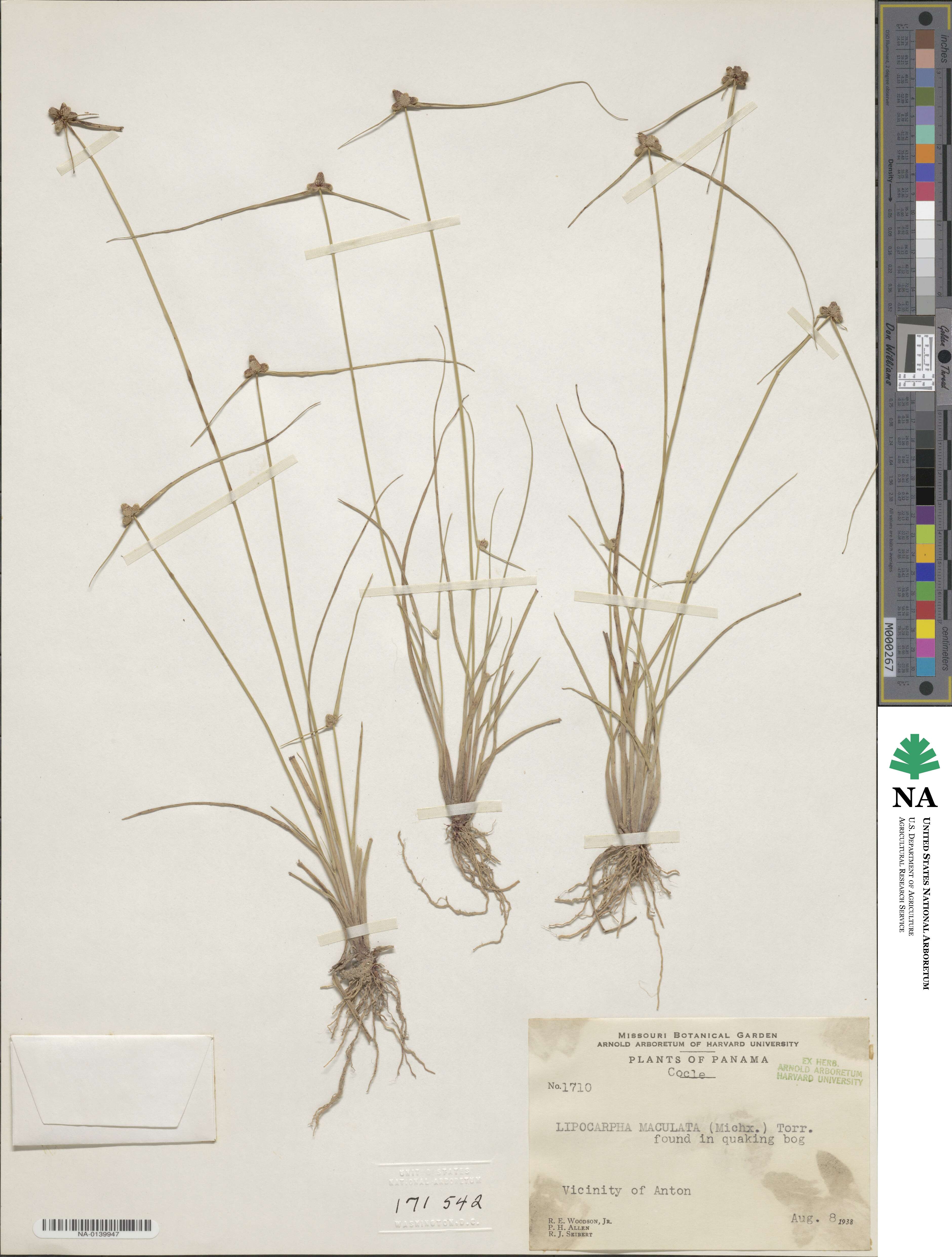 Cyperus neotropicalis image