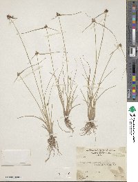 Cyperus neotropicalis image