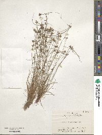 Cyperus albescens image