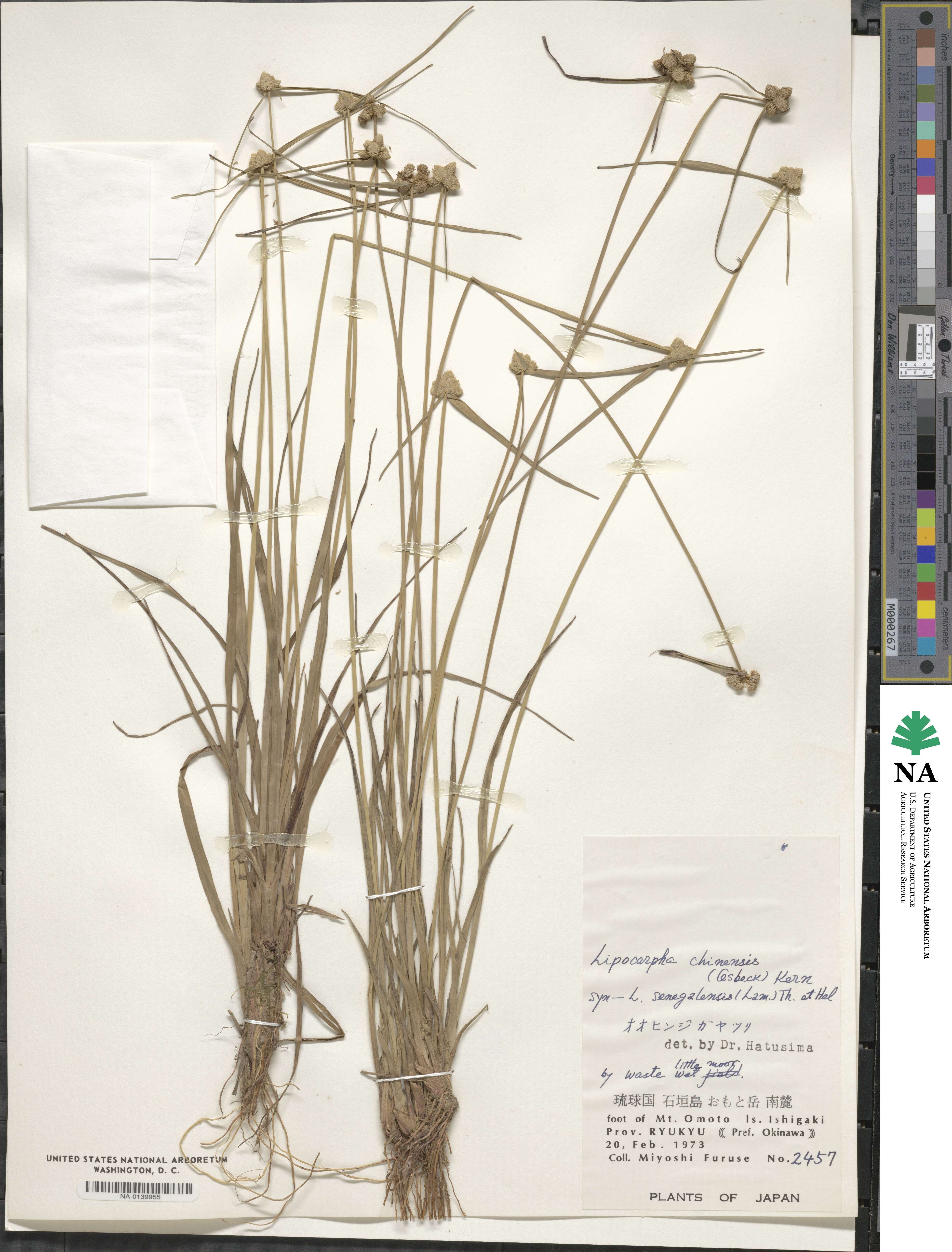 Cyperus albescens image